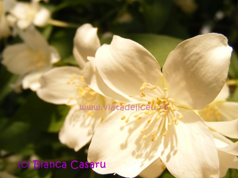 DSCF1117