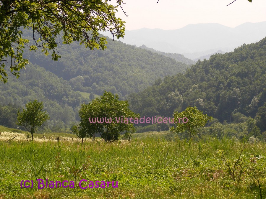 DSCF1137
