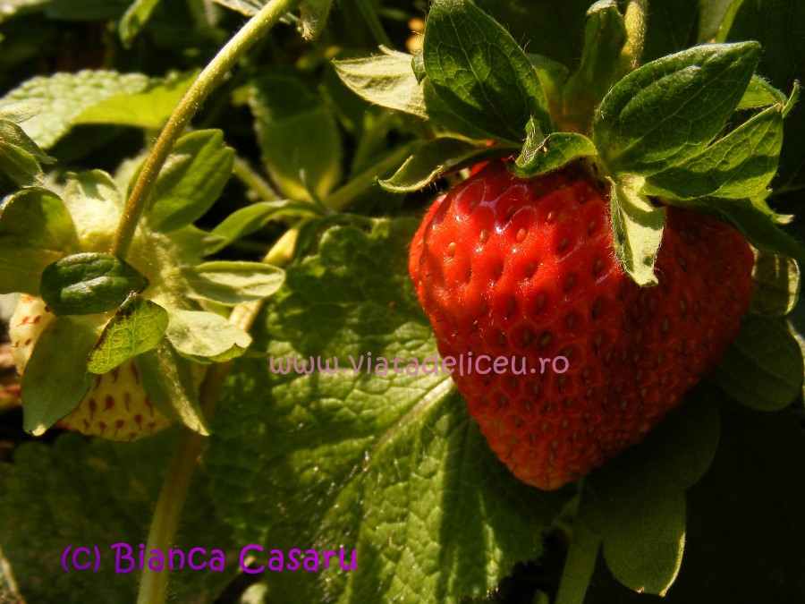 DSCF1141