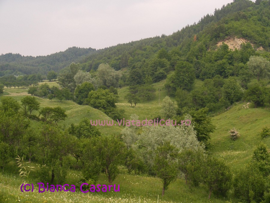DSCF1212