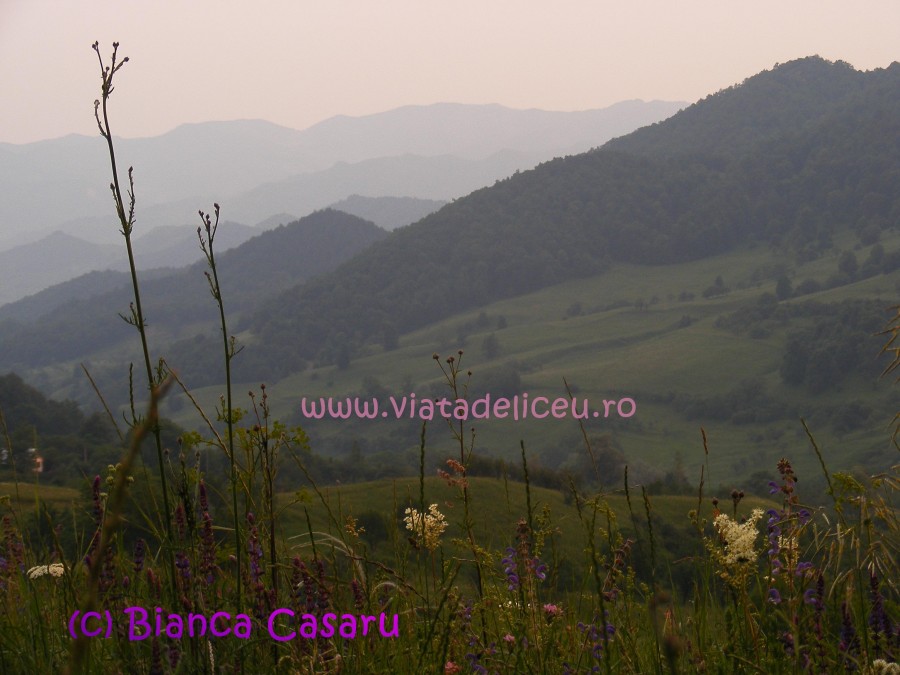 DSCF1223