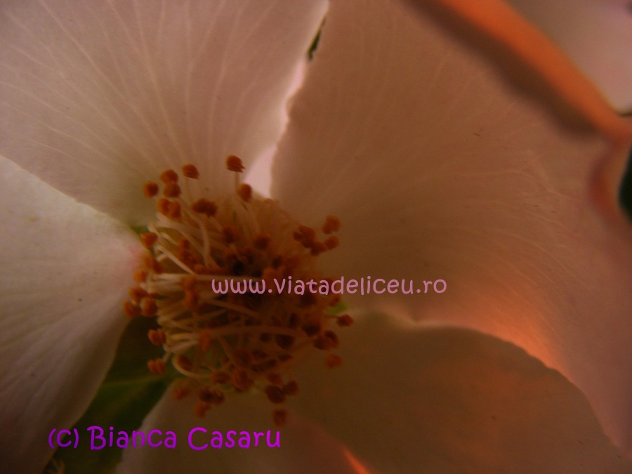DSCF1230
