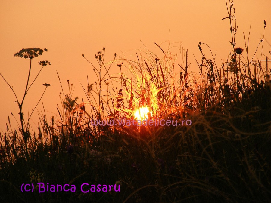 DSCF1235