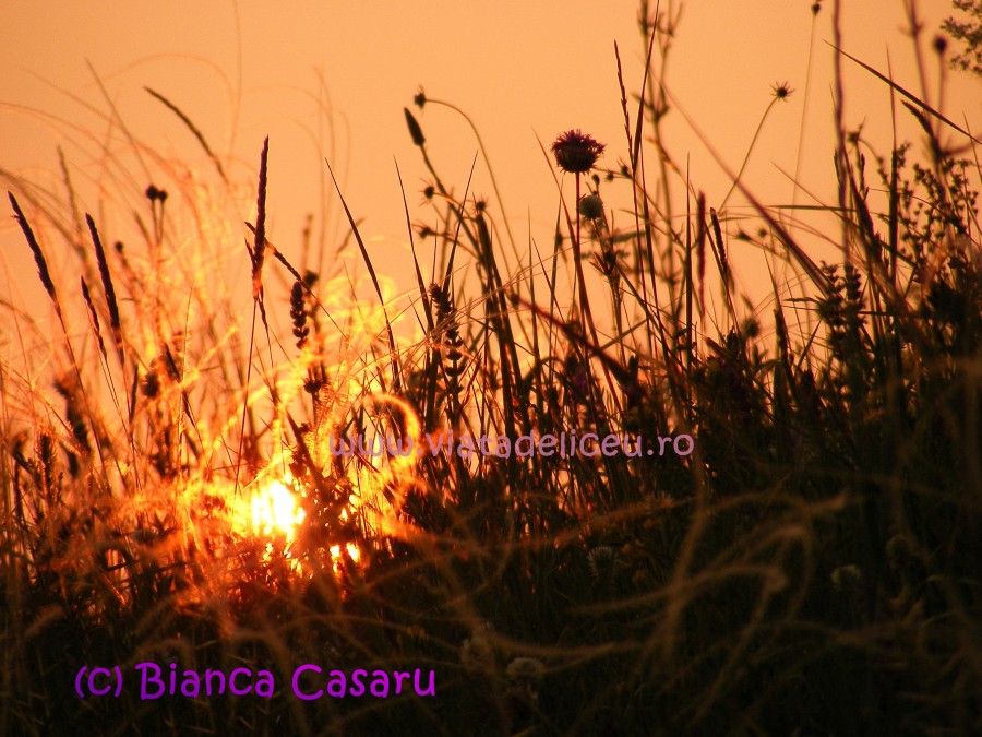 DSCF1237