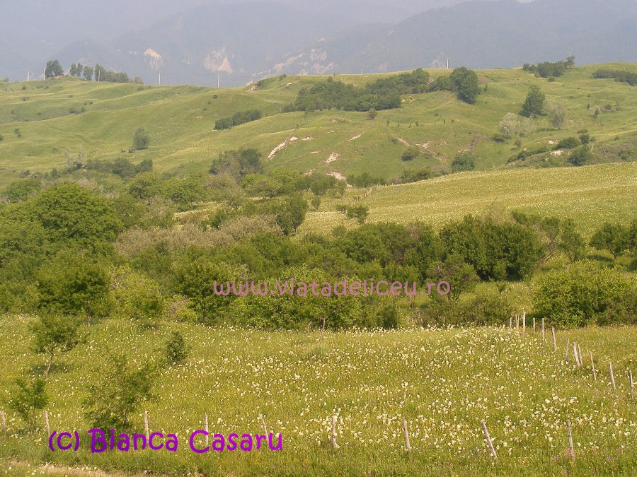 DSCF1244