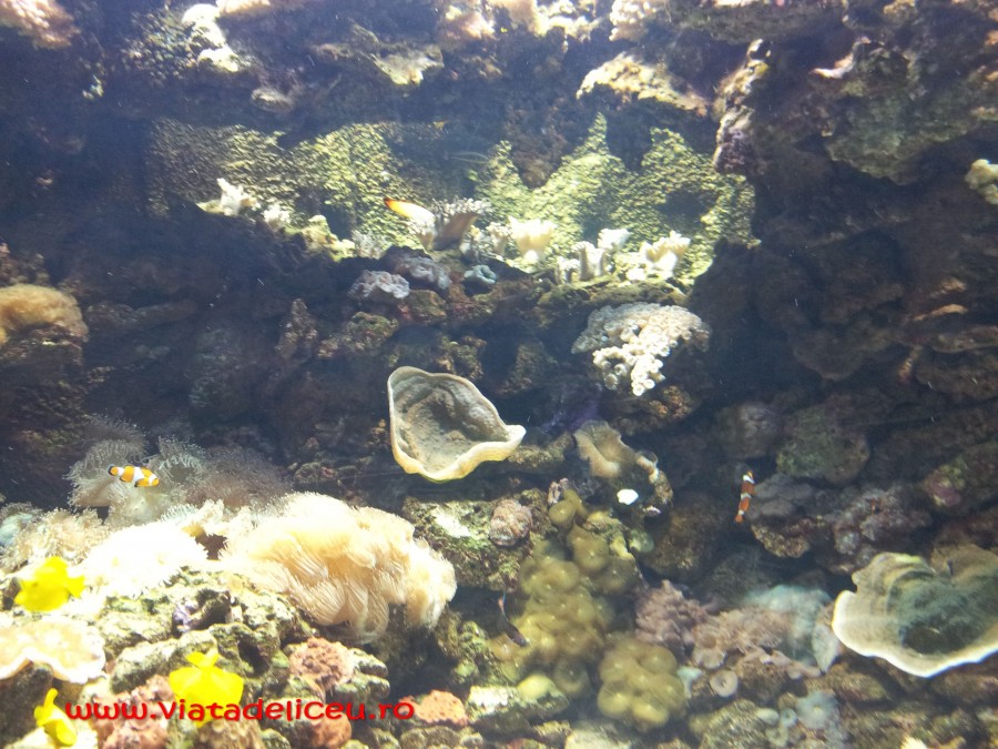 WP_000933